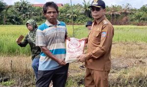 Tekan Laju Inflasi, Pj Bupati Panen Padi Perdana Hasil Kelompok Tani Dam Raya