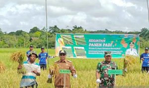 Pj Bupati Hermon Panen Raya di Beriwit