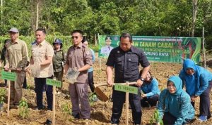 Pemkab Mura Optimalkan Gerakan Tanam Cabai