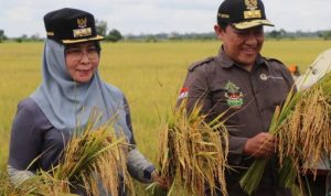 Pj Bupati Pulpis Panen Raya Padi di Kawasan Food Estate