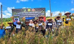 Dinas Pertanian Panen Bersama Karang Taruna dan Warga Desa Liang Naga