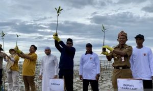 Kalsel Siapkan 270.000 Bibit Mangrove Program Rehabilitas Pesisir