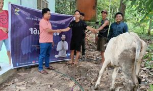 Ketua KNPI Bartim Berikan 20 Ekor Sapi Kurban untuk Lima Kecamatan