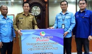 PT Bank Kalteng Cabang Muara Teweh Serahkan CSR 9 Ekor Sapi Qurban kepada Pemkab