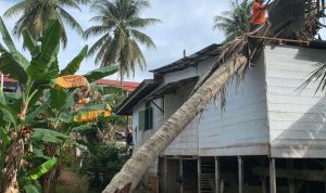 BPBD Barito Utara Tangani Pohon Tumbang yang Timpa Rumah Warga