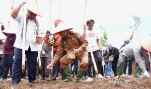 Pj Bupati Mura bersama Direktur Perlindungan Perkebunan Lakukan Penanaman Padi Gogo