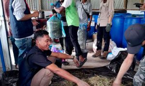 24 Peserta dari 4 Poktan Ikuti Pelatihan Teknis Peternakan dan Pembuatan Pakan Alternatif