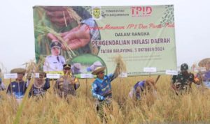 Banjarmasin Panen Raya Padi Lokal Siam Mayang