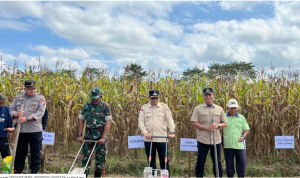 Pj Bupati Indra Gunawan Tanam Jagung Hibrida Bersama Petani di Wakatitir