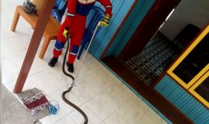 Disdamkarmat Barito Utara Evakuasi Ular Cobra di Belakang Lemari Pakaian Rumah Warga