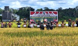 Panen Padi Bersama dalam Rangka Percepatan Swasembada Pangan oleh Kodim 1013 Mtw dan Pemkab Barut