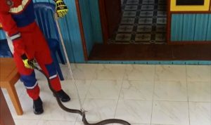 Tim Disdamkarmat Barut Evakuasi Ular King Cobra di Rumah Warga