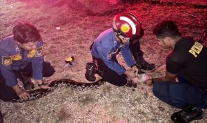 Disdamkarmat Barut Evakuasi Ular Piton 4 Meter di Halaman Rumah Warga