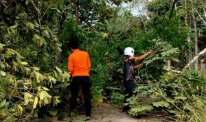 Anggota TRC Pusdalops BPBD Barut dan PLN Tangani Pohon Tumbang
