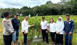 DKPP Barut Dorong Program P2L untuk Stabilkan Harga Cabai Rawit Selama Ramadhan