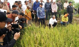 Menko Pangan Zulhas dan Gubernur H. Muhidin Tinjau Sawah dan Berdialog dengan Petani di Kabupaten Barito Kuala