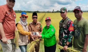Tamban Luar Panen Raya Padi Seluas 244 hektare