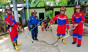 Dinas Damkarmat Barito Utara Evakuasi Ular Piton di Kandang Ayam Ternak