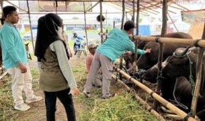 Disbunnak Batola Jamin Kesehatan Ternak Jelang Hari Raya Idul Adha