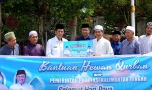 Pemkab Barut Terima 30 Ekor Sapi Qurban dari Pemprov Kalteng