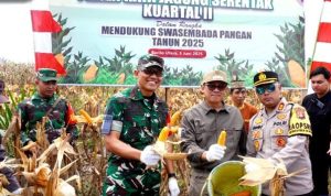 Dukung Program Swasembada Pangan Nasional, Pj Bupati Hadiri Panen Raya Jagung di Desa Mampuak I