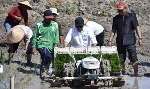 Anggota DPRD Kapuas Tanam Padi Perdana di Sei Kayu
