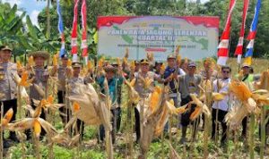 Panen Raya Jagung Jadi Momentum Kebersamaan  Lintas Sektor