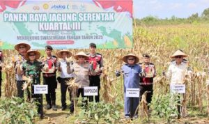 Panen Raya Jagung Polda Kalsel Jadi Langkah Awal Swasembada Pangan 2025