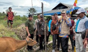 Pemkab Bartim Salurkan 25 Sapi Bali untuk Lima Kelompok Ternak