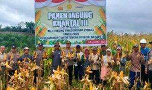 Polres Barut Kawal Panen Jagung Tahap III, Dukung Swasembada Pangan