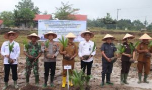 Rutan Tamiang Layang Hijaukan Lahan dengan 814 Pohon Kelapa