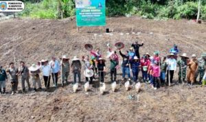 Bupati Heriyus Tanam Jagung Hibrida di Saripoi, Dukung Swasembada Pangan Daerah