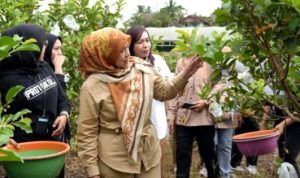Panen Jambu Kristal, Distan Barut Perkuat Ketahanan Pangan