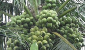 Dewan Kalsel Dukung Pengembangan Kelapa Genjah