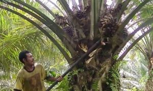 Harga TBS Kalsel di Ujung Februari Masih Menarik
