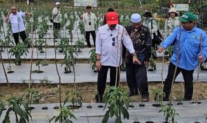 Kalsel Pacu Produksi Cabai dan Bawang Jaga Harga