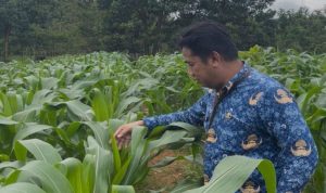 Kebun Pangan Tumbuh dari Lahan Kosong Kantor PMD Kalsel