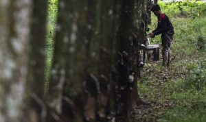 Komitmen Hilirisasi Perkebunan Kalsel Kian Dipertegas