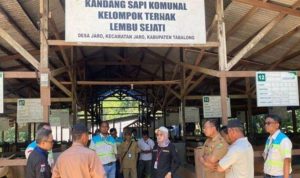 Langkah Kalsel Kejar Swasembada Daging Makin Dipercepat