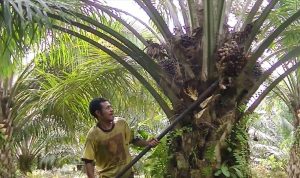 Pekebun Tersenyum Harga Sawit Kalsel Menanjak