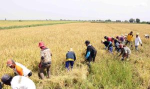 Pembangunan Lumbung Pangan Jadi Fokus Ketahanan Kalsel