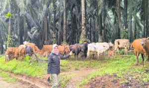 Pemprov Kalsel Satukan Sektor untuk Kejar Swasembada Daging