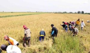 Rehabilitasi Lumbung Pangan Dikebut untuk Ketahanan Kalsel
