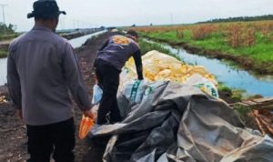 Lahan Rawa Dimanfaatkan, Polresta Banjarmasin Panen Jagung
