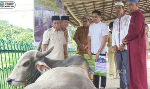 Bupati Murung Raya Serahkan Bantuan Sapi Kurban, Satu Ekor Bantuan Dari Presiden RI