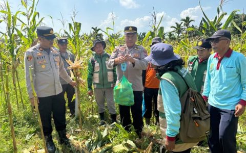 Dukung Swasembada Pangan, Polsek Dusun Tengah Panen 34 Ton Jagung