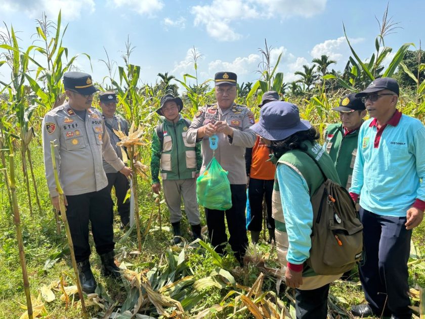 Dukung Swasembada Pangan, Polsek Dusun Tengah Panen 34 Ton Jagung