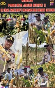 Dukung Swasembada Pangan, Polsek Dusun Tengah Panen 34 Ton Jagung